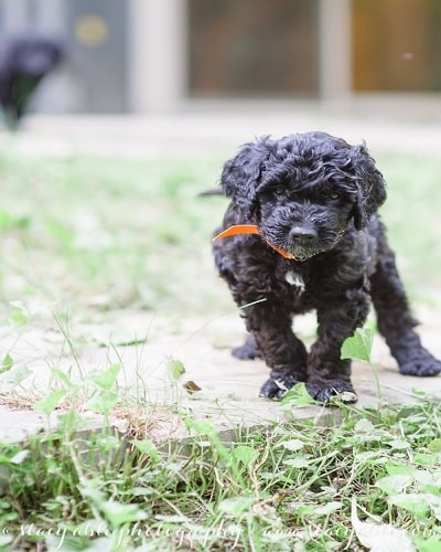 Barbet puppy transitional stage