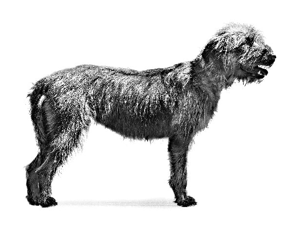 Bosnian Broken-haired Hound History