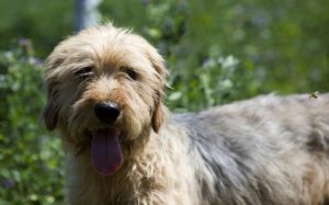 are styrian coarse haired hound aggressive