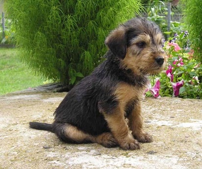 Bosnian Broken-haired Hound Puppy