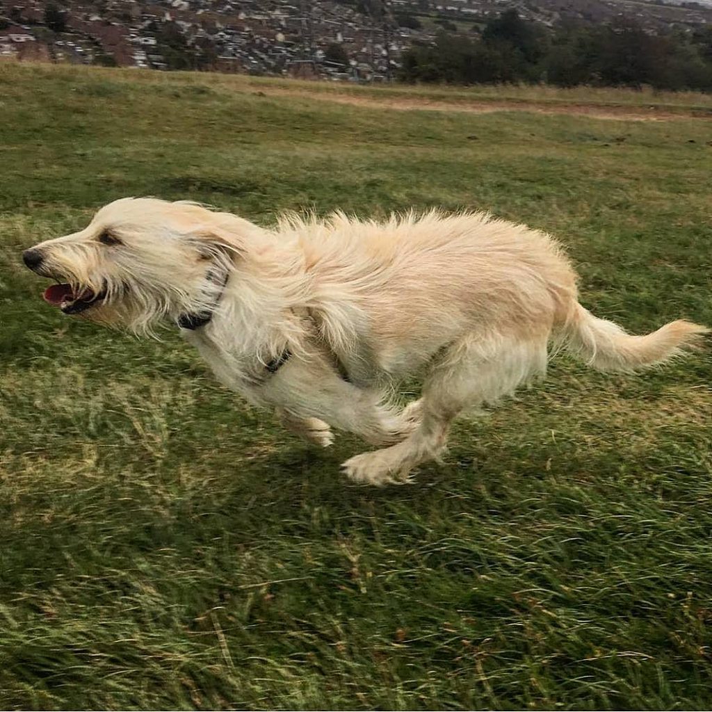 Bosnian Broken-haired Hound running