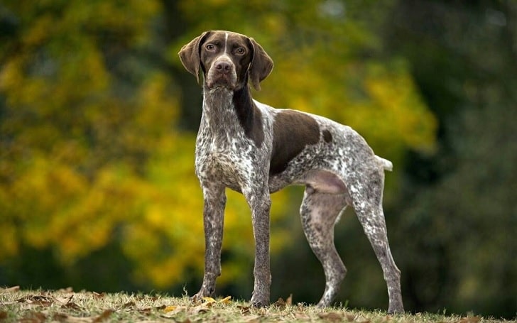 Braque Francais Gascogne Dog Breed Information