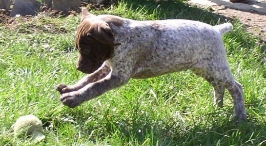 Braque Francais Gascogne puppy playing ball