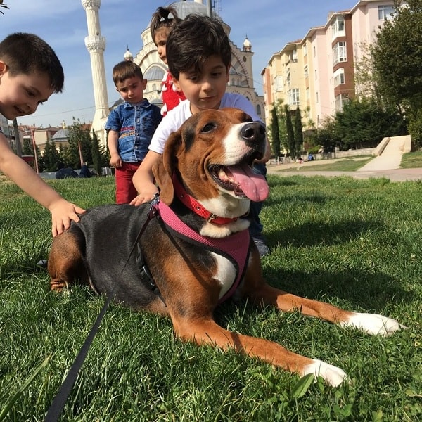 Children playing with Srebian Tricolor Hound