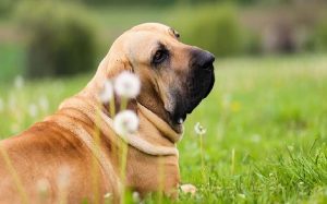 Female Of Guardian Dog Fila Brasileiro, Brazilian Mastiff, 41% OFF