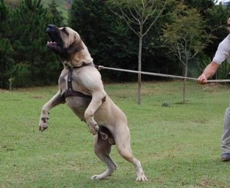 Brazilian Mastiff (Fila Brasileiro)