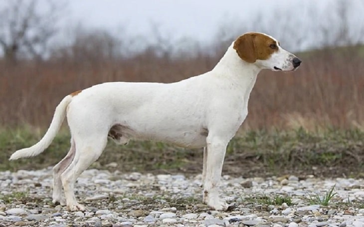 short haired hound breeds