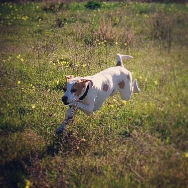 Istrian Shorthaired Hound running on the field