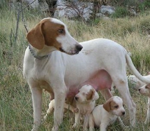 Istrian Shorthaired Hound with its puppies