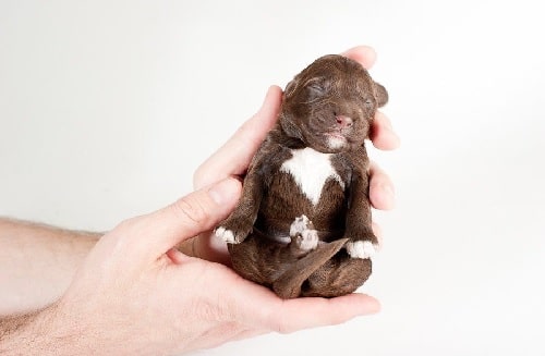 Newborn Barbet Puppy