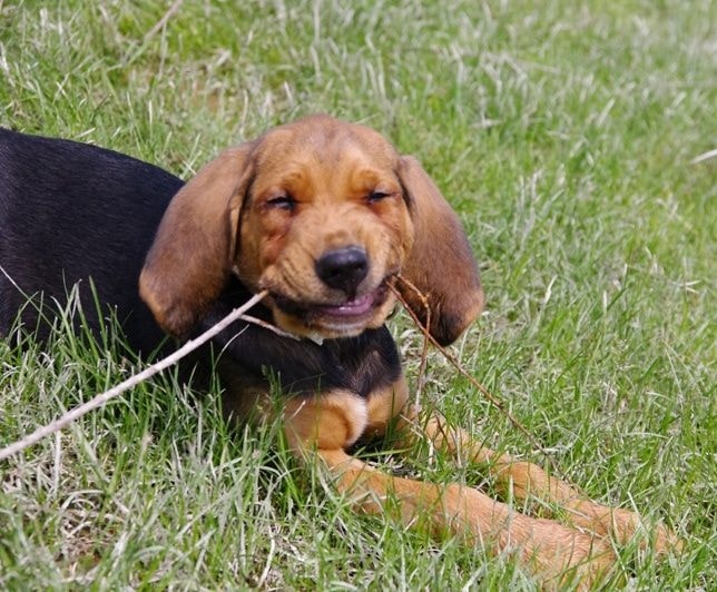 Polish Hound Puppy playing