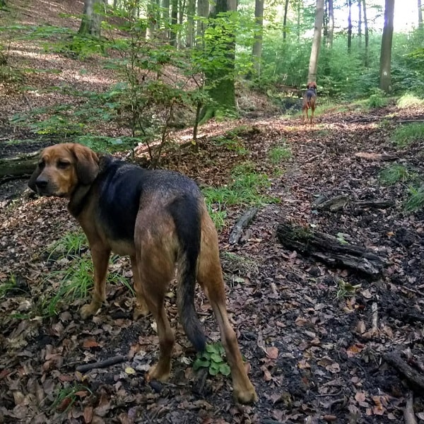 Polish Hound on a hike