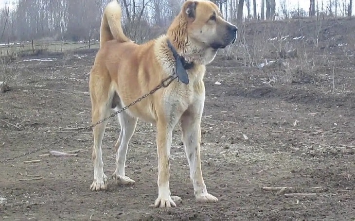 Sarabi Mastiff Information