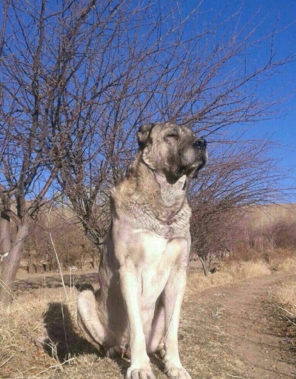 Sarabi Mastiff Sitting