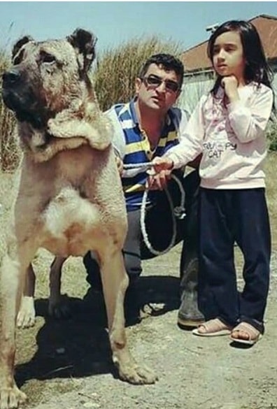 Sarabi Mastiff with its people