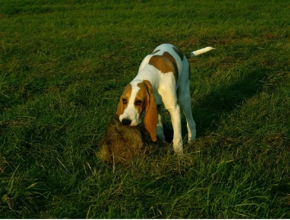 Schweizerischer Niederlaufhund on the field