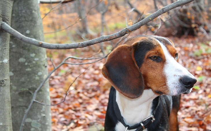 is a serbian tricolour hound a good family dog