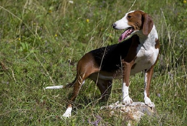 Serbian Tricolour Hound on the field