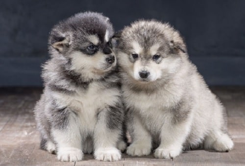 2-3 months Alaskan Malamute Puppies