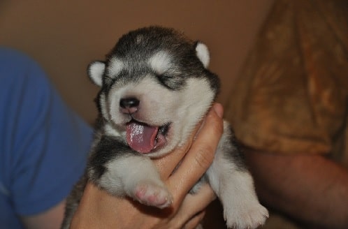 2 weeks Alaskan Malamute