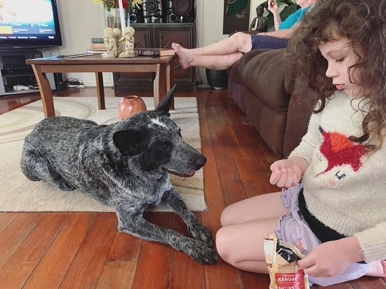A girl and Australian Stumpy Tail Cattle Dog playing