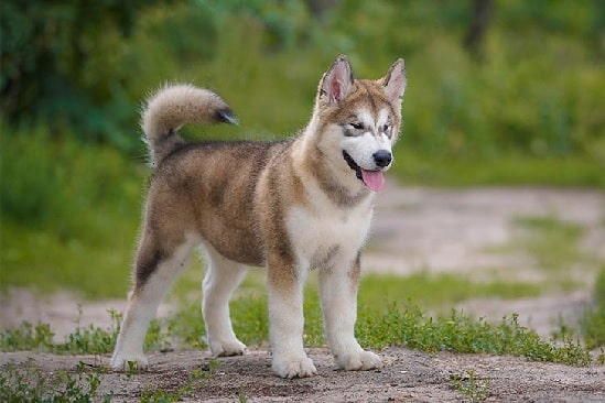 Adult Alaskan Malamute Puppy