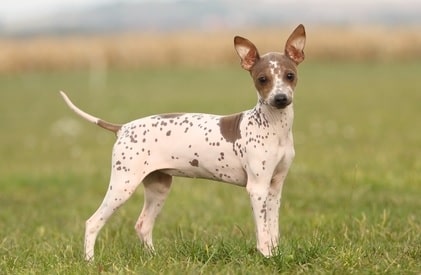 Adult American Hairless Terrier