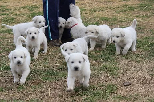 Akbash Puppies