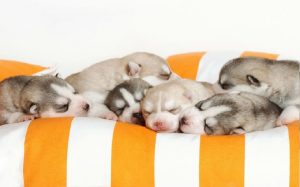 Alaskan Malamute Puppies Developmental Stages