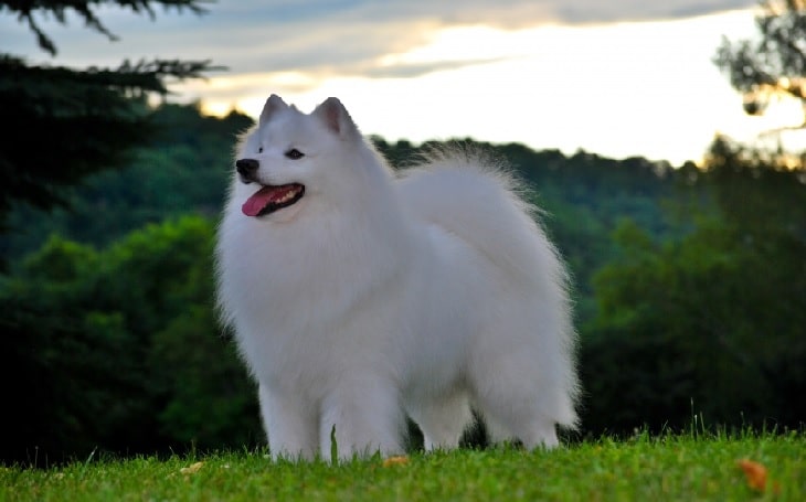 American Eskimo personality and temperament