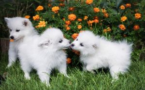 at what age is a american eskimo dog full grown