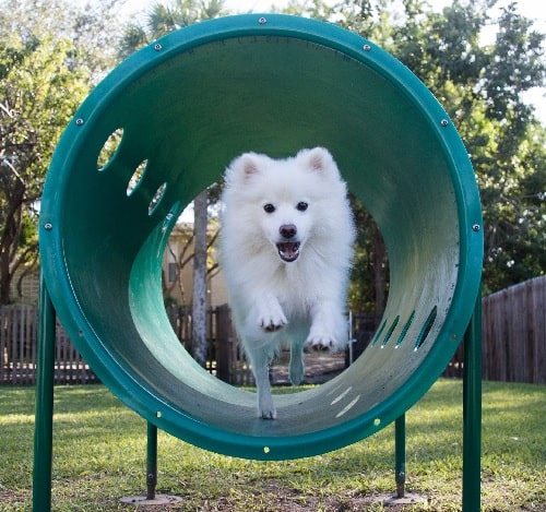 American Eskimo playing in the park