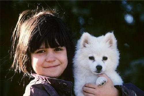 American Eskimo is a child friendly dog