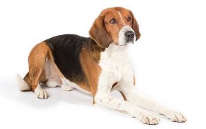 American Foxhound temperament and personality