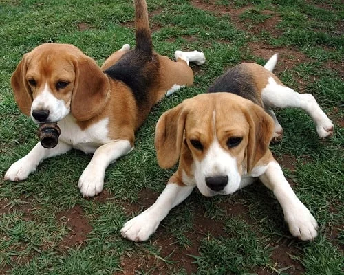 American Foxhound Puppies Sitting on the ground