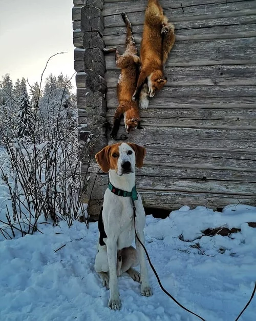 American Foxhound with its prey