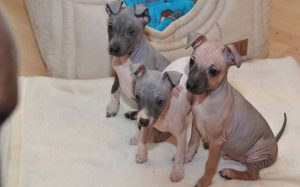 American Hairless Terrier Puppies Developmental Stages