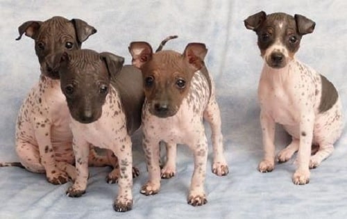 American Hairless Terrier Puppies