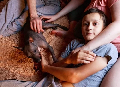 American Hairless Terrier and a boy cuddling