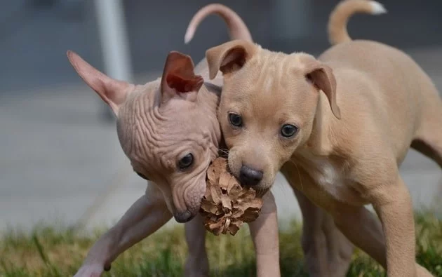 American Hairless Terrier puppies playing