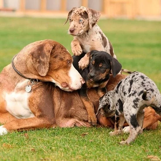 American Leopard Hound Puppies With their Mother