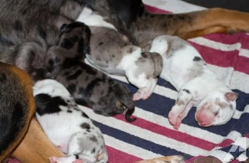 American Leopard Hound newborn Puppies