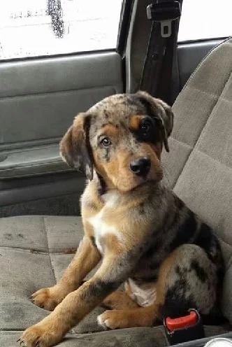 American Leopard Hound puppy in a car seat