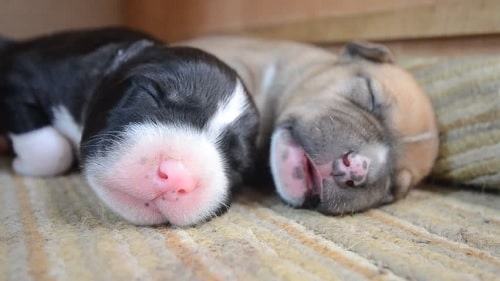 American Staffordshire Terrier Newborn Puppies