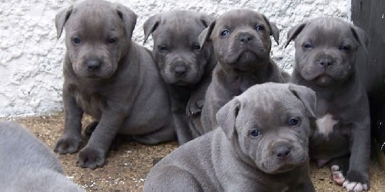 American Staffordshire Terrier puppies