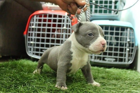 American Staffordshire Terrier puppy