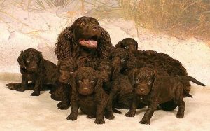American Water Spaniel puppies and mother