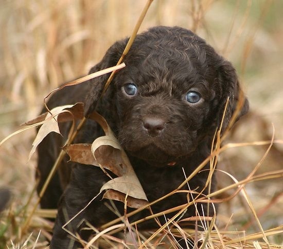 American Water Spaniel puppy hiding in the grass