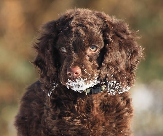 American Water Spaniel puppy playing snow