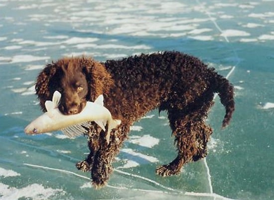 American Water Spaniel retrieving a fish